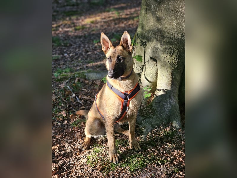 Nala, geboren 26.08.2025, 60cm sucht aktive Menschen (Pflegestelle Deutschland)