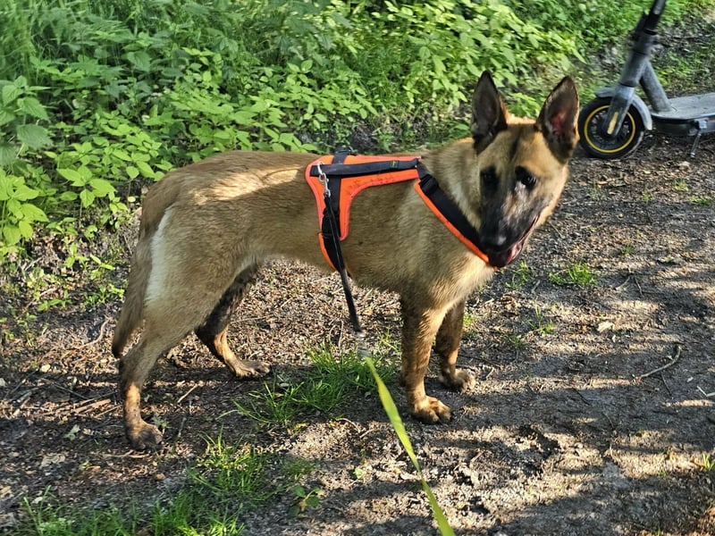 Nala, geboren 26.08.2025, 60cm sucht aktive Menschen (Pflegestelle Deutschland)