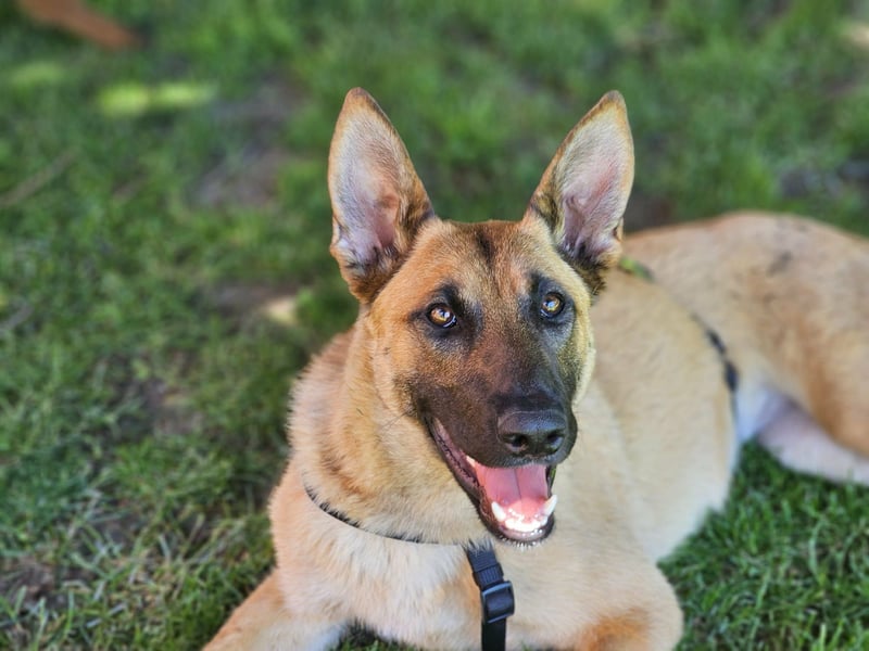 Nala, geboren 26.08.2025, 60cm sucht aktive Menschen (Pflegestelle Deutschland)