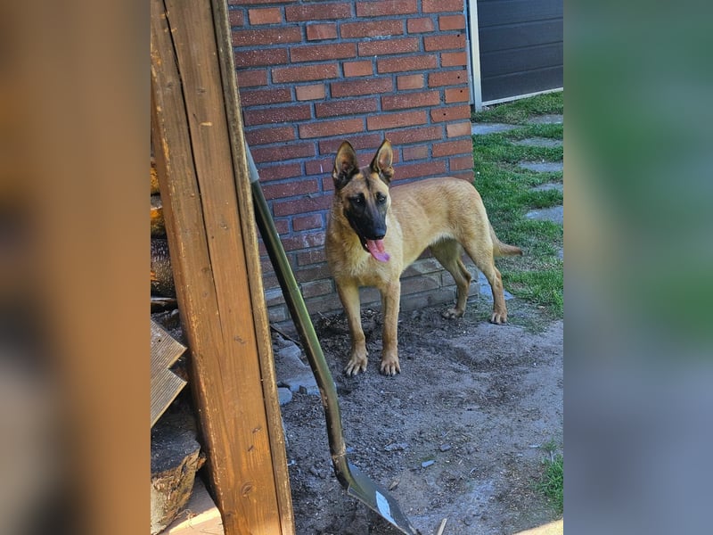 Nala, geboren 26.08.2025, 60cm sucht aktive Menschen (Pflegestelle Deutschland)