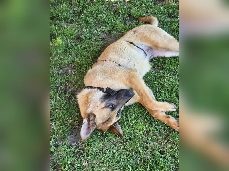 Nala, geboren 26.08.2025, 60cm sucht aktive Menschen (Pflegestelle Deutschland)