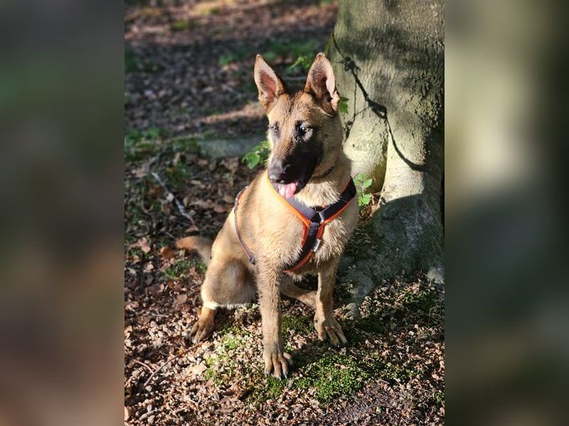 Nala, geboren 26.08.2025, 60cm sucht aktive Menschen (Pflegestelle Deutschland)