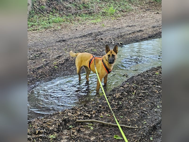 Nala, geboren 26.08.2025, 60cm sucht aktive Menschen (Pflegestelle Deutschland)