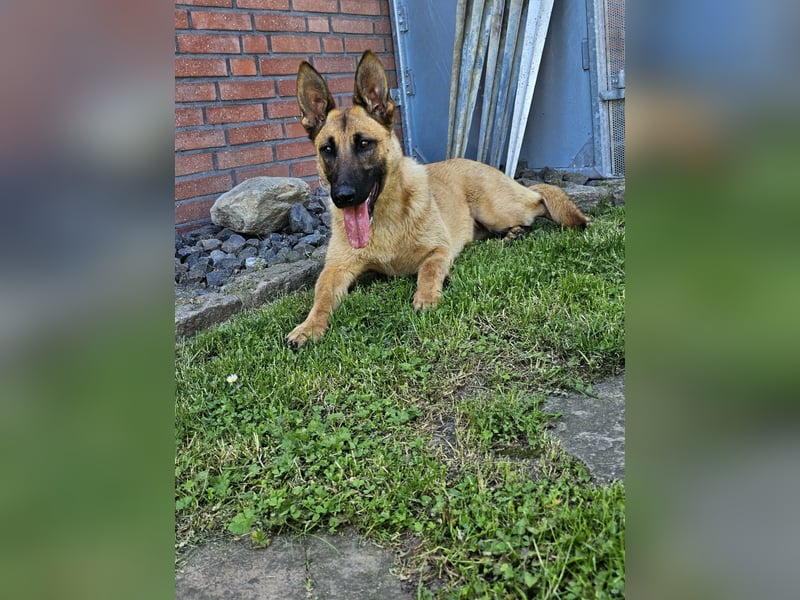 Nala, geboren 26.08.2025, 60cm sucht aktive Menschen (Pflegestelle Deutschland)