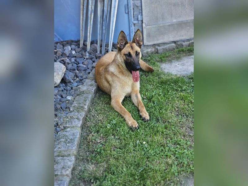 Nala, geboren 26.08.2025, 60cm sucht aktive Menschen (Pflegestelle Deutschland)