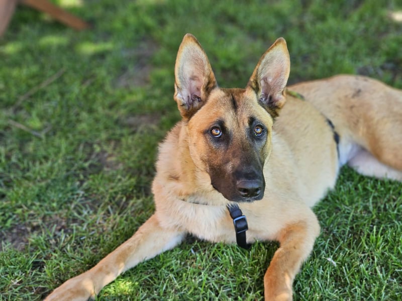 Nala, geboren 26.08.2025, 60cm sucht aktive Menschen (Pflegestelle Deutschland)