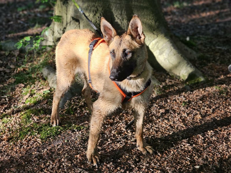 Nala, geboren 26.08.2025, 60cm sucht aktive Menschen (Pflegestelle Deutschland)