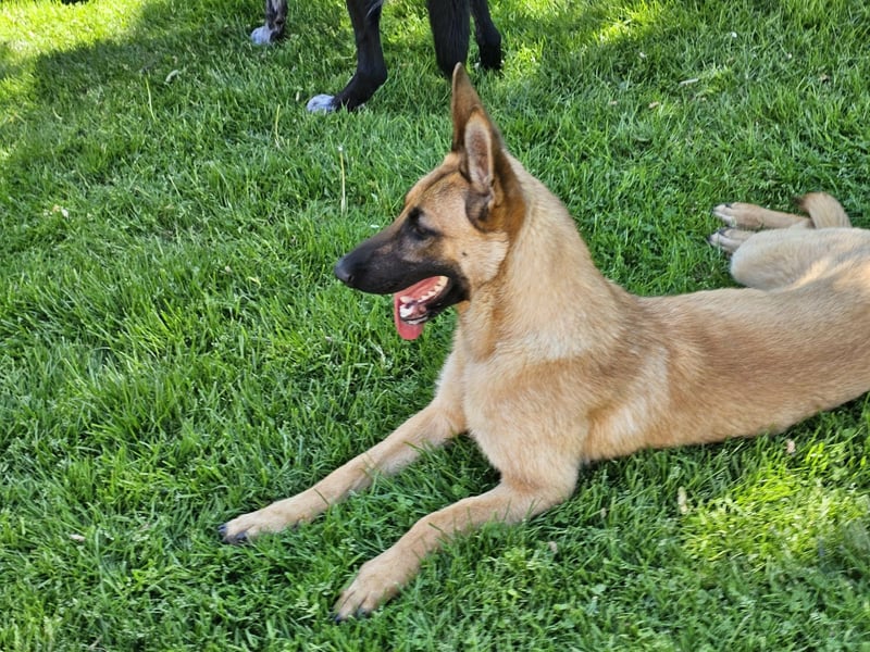 Nala, geboren 26.08.2025, 60cm sucht aktive Menschen (Pflegestelle Deutschland)