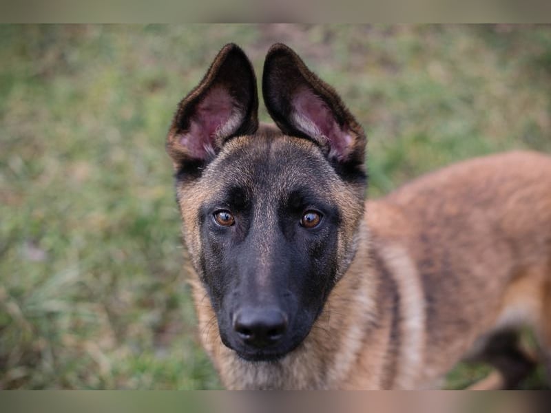 LIJAN - der brave Rüde muss gut beschäftigt werden und sucht hundeerfahrene Menschen