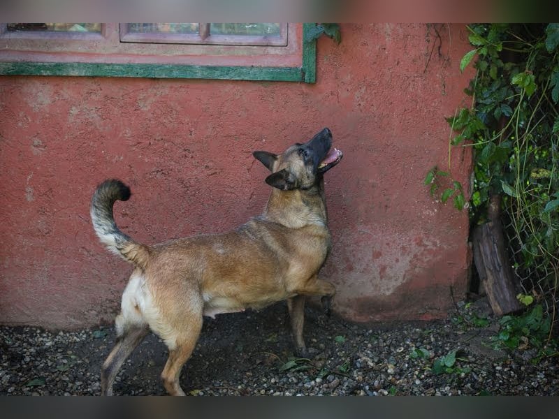 KIM - die vorsichtige Malinoishündin sucht ein hundeerfahrenes Zuhause