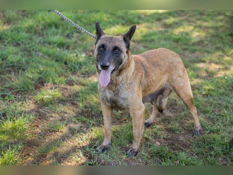 JOSIE - die Malinoishünden (Mix) sucht Menschen, die sich mit dieser Hunderasse etwas auskennen