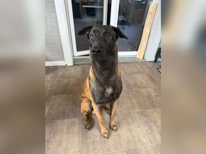 FURIO - der aktive und arbeitsfreudige junge Rüde sucht rasseerfahrene, unternehmungslustige Leute!