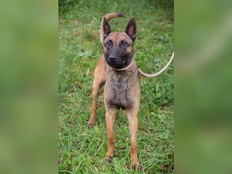Malinois KARLSON - auch hier suchen wir Menschen, die die Bedürfnisse dieser Hunderasse kennen