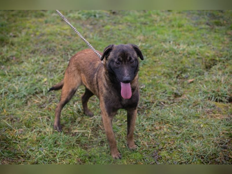 Chip-Nr. 262129 - ich suche ein tolles, hundeerfahrenes Für-Immer Zuhause