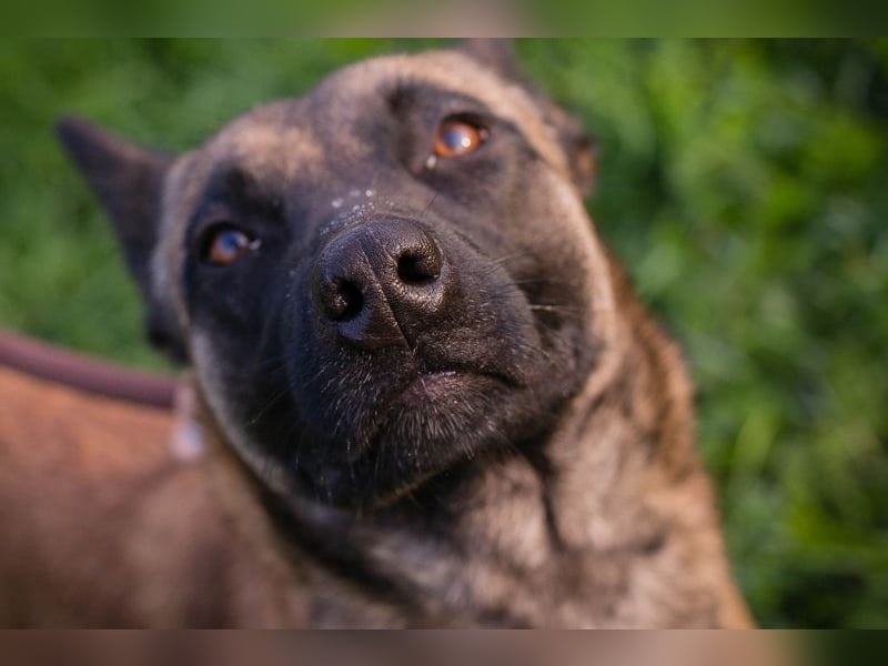 DETE - die hübsche Maus sucht ein tolles Zuhause bei rasseerfahrenen Menschen