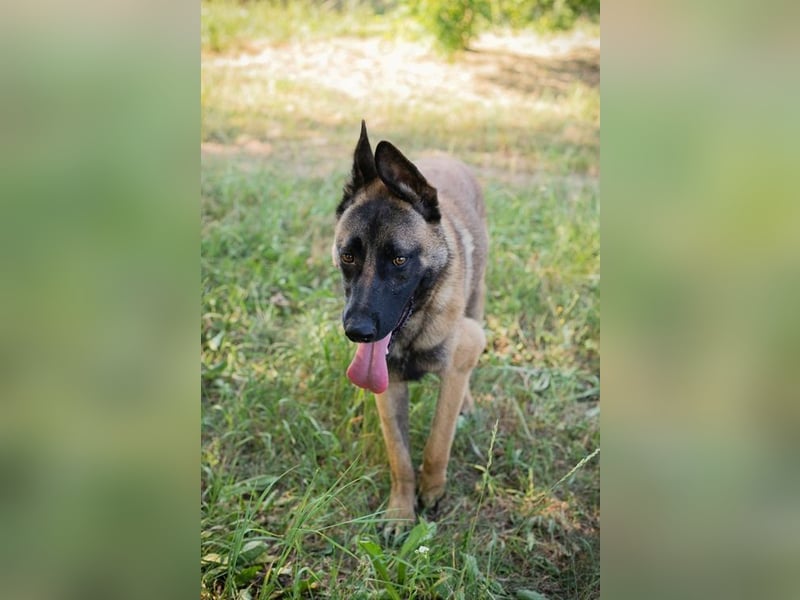 LIJAN - der brave Rüde muss gut beschäftigt werden und sucht hundeerfahrene Menschen