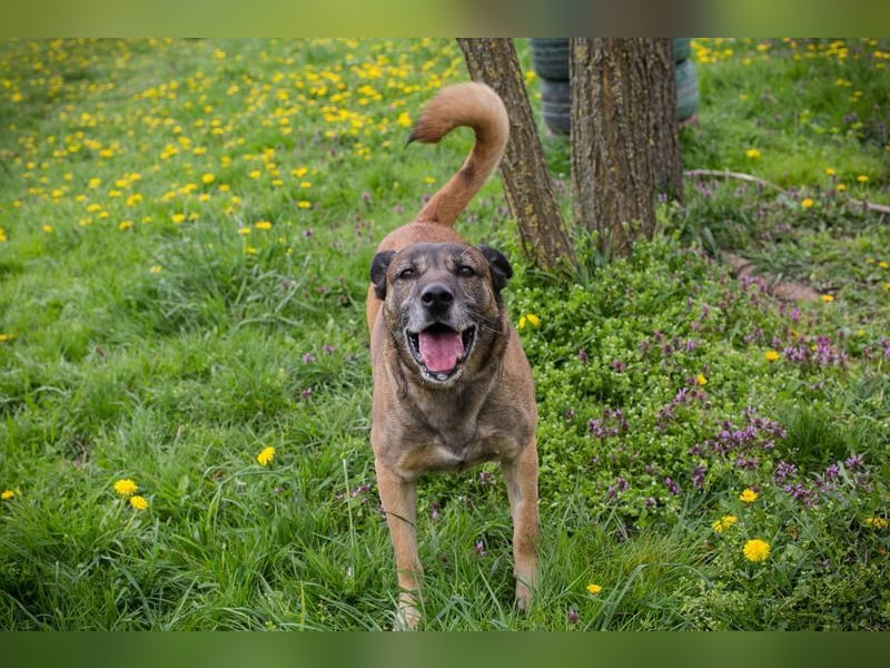 SANTOS - das Powerpaket sucht eine hundeerfahrene, unternehmungslustige Familie