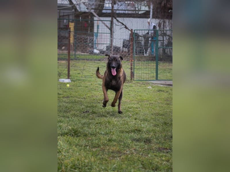 Chip-Nr. 262129 - ich suche ein tolles, hundeerfahrenes Für-Immer Zuhause