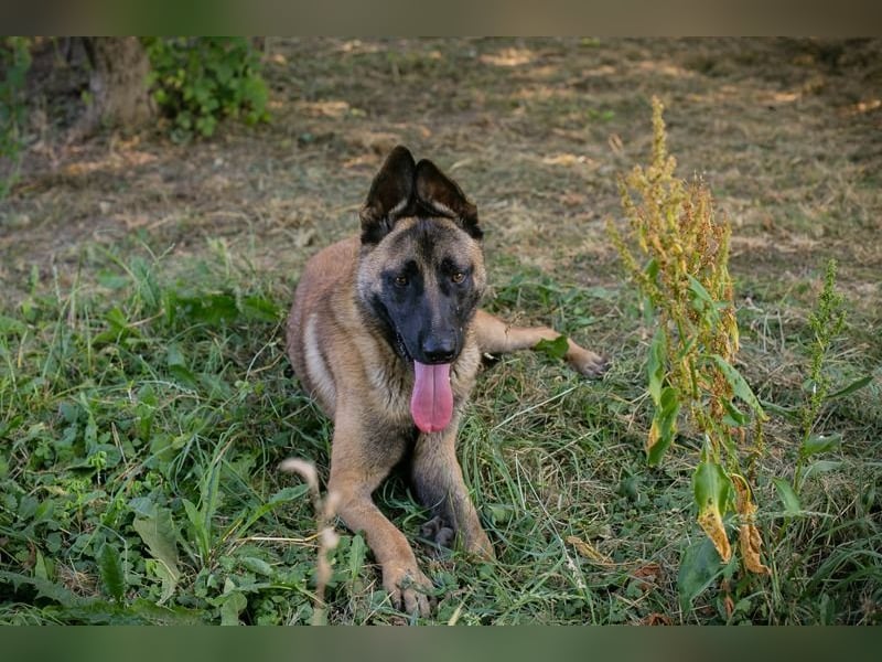 LIJAN - der brave Rüde muss gut beschäftigt werden und sucht hundeerfahrene Menschen