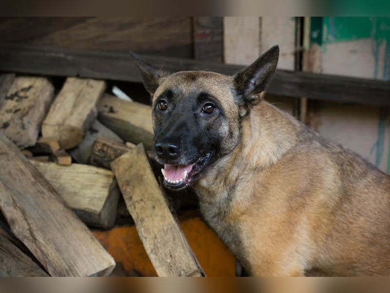 KIM - die vorsichtige Malinoishündin sucht ein hundeerfahrenes Zuhause