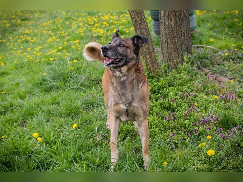 SANTOS - das quirlige Powerpaket sucht hundeerfahrene Menschen zum Trainieren und Kuscheln