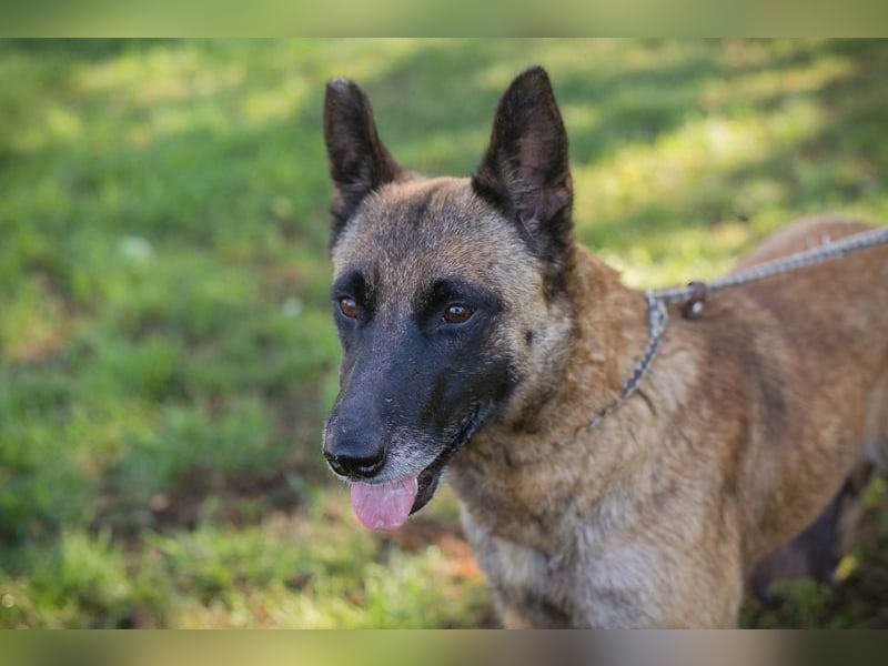JOSIE - die Malinoishünden (Mix) sucht Menschen, die sich mit dieser Hunderasse etwas auskennen
