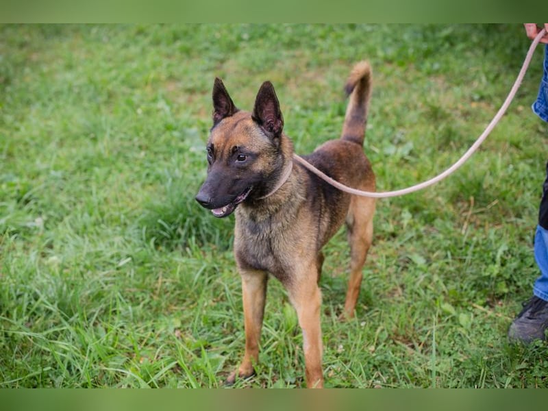 Malinois KARLSON - auch hier suchen wir Menschen, die die Bedürfnisse dieser Hunderasse kennen