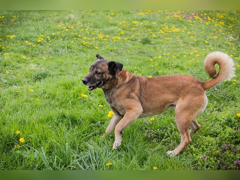 SANTOS - das quirlige Powerpaket sucht hundeerfahrene Menschen zum Trainieren und Kuscheln