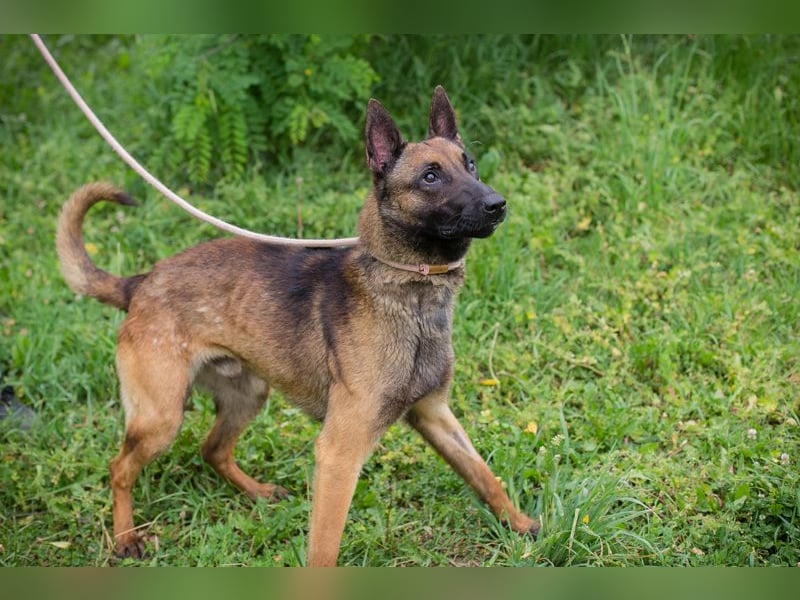 Malinois KARLSON - auch hier suchen wir Menschen, die die Bedürfnisse dieser Hunderasse kennen
