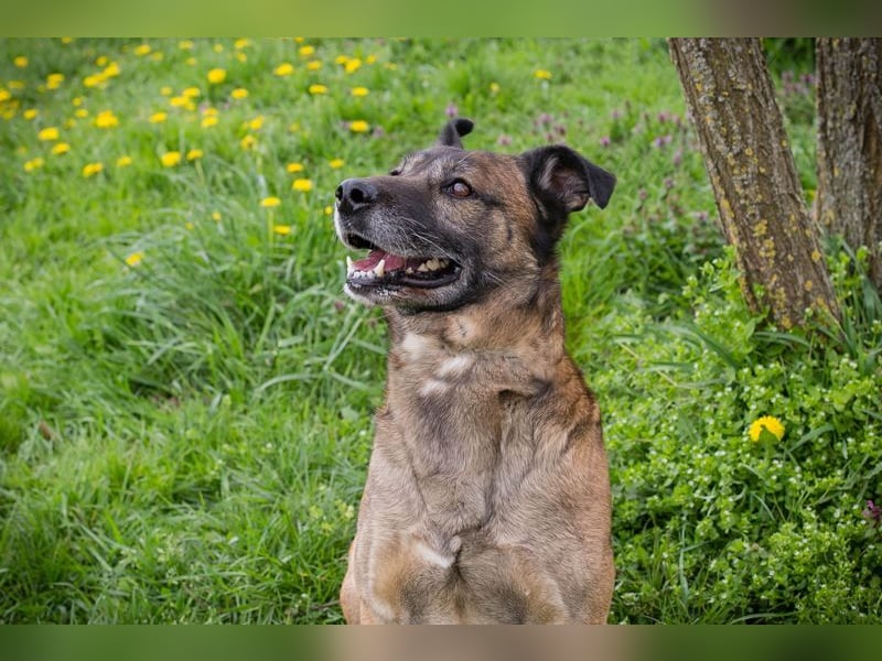 SANTOS - das quirlige Powerpaket sucht hundeerfahrene Menschen zum Trainieren und Kuscheln