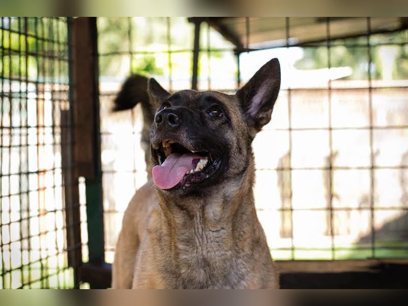 KIM - die vorsichtige Malinoishündin sucht ein hundeerfahrenes Zuhause