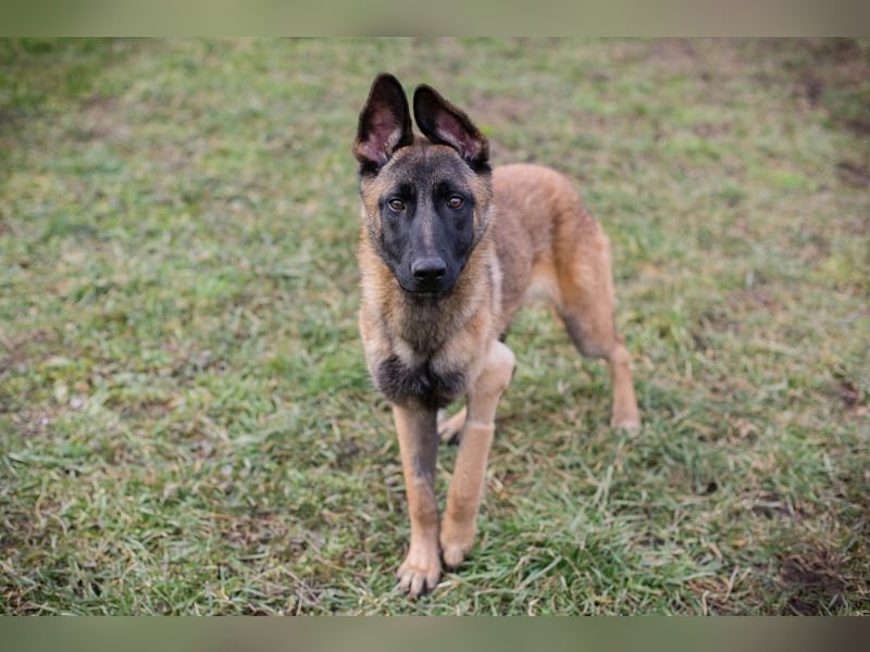 LIJAN - der brave Rüde muss gut beschäftigt werden und sucht hundeerfahrene Menschen