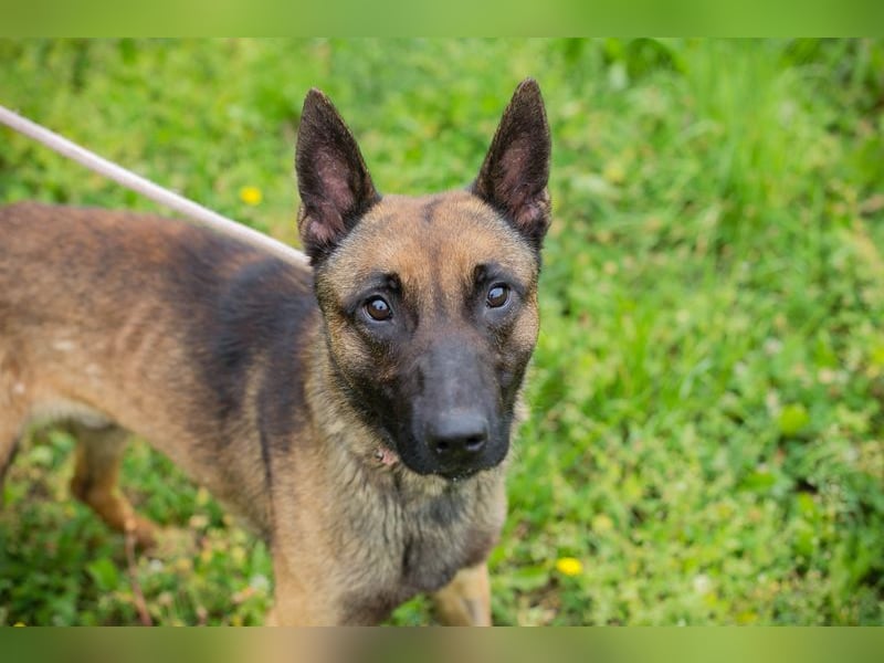 Malinois KARLSON - auch hier suchen wir Menschen, die die Bedürfnisse dieser Hunderasse kennen
