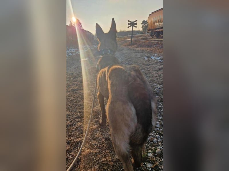 AIRI - im Tierheim habe ich großen Stress und suche eine hundeerfahrene Familie!