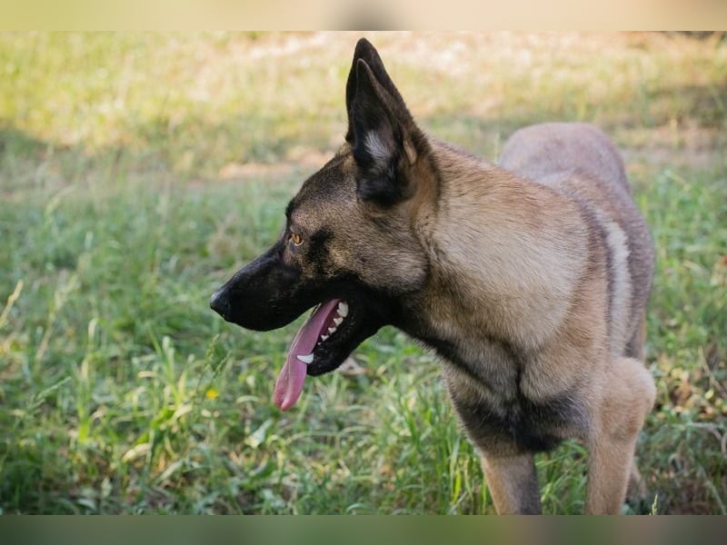 LIJAN - der brave Rüde muss gut beschäftigt werden und sucht hundeerfahrene Menschen