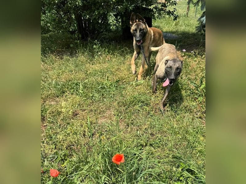 LIJAN - der brave Rüde muss gut beschäftigt werden und sucht hundeerfahrene Menschen