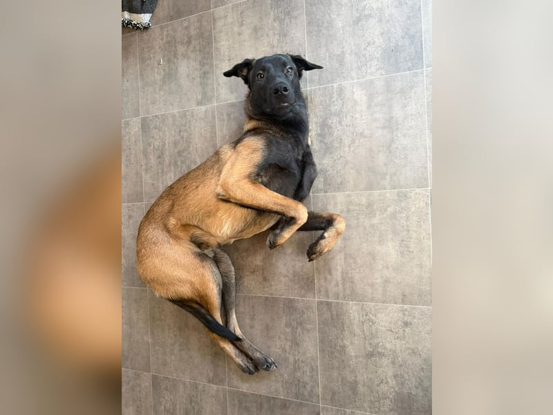 FURIO - der aktive und arbeitsfreudige junge Rüde sucht rasseerfahrene, unternehmungslustige Leute!