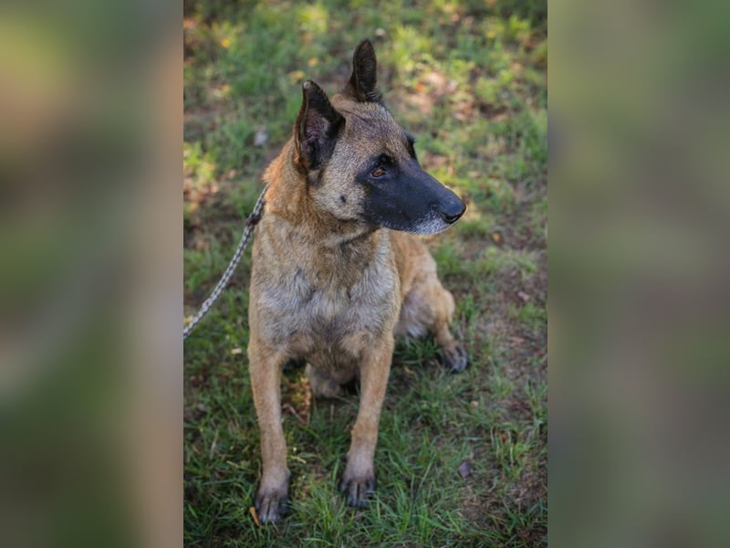 JOSIE - die Malinoishünden (Mix) sucht Menschen, die sich mit dieser Hunderasse etwas auskennen
