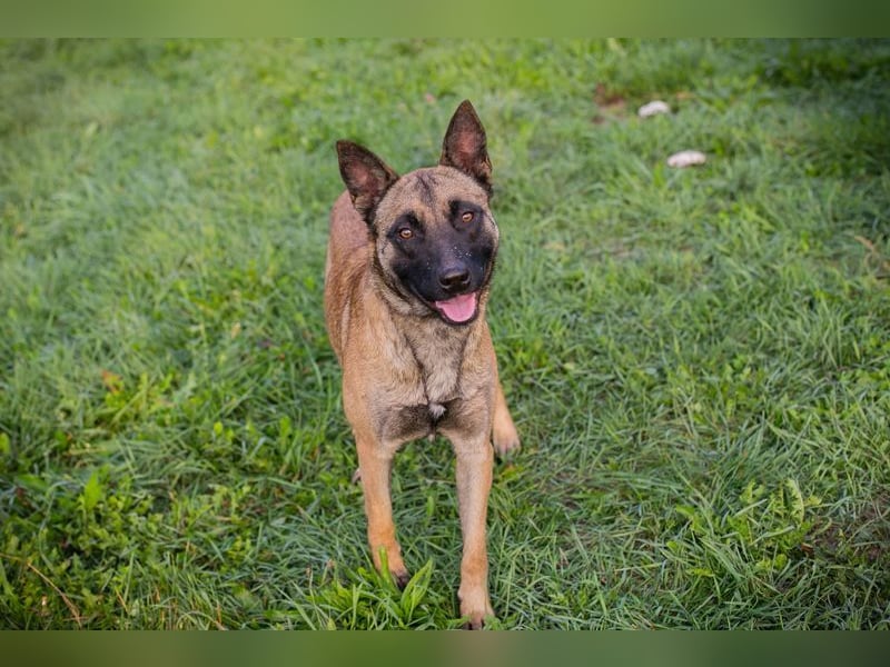 DETE - die hübsche Maus sucht ein tolles Zuhause bei rasseerfahrenen Menschen