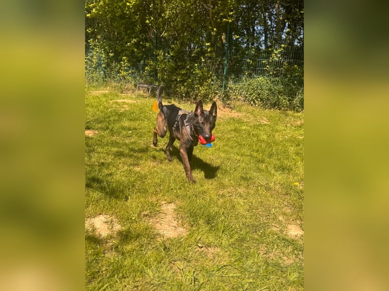 Malinois BLUE ist bereits in Deutschland. Zum Kennenlernen dürfen Sie ihn gerne besuchen.