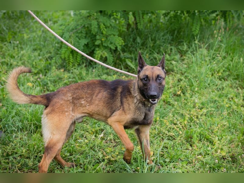 KARLSON - der aufgeschlossene und neugierige Rüde freut sich auf Menschen mit Führungsqualitäten