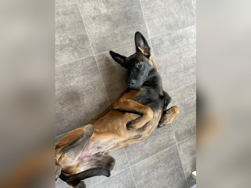 FURIO - der aktive und arbeitsfreudige junge Rüde sucht rasseerfahrene, unternehmungslustige Leute!