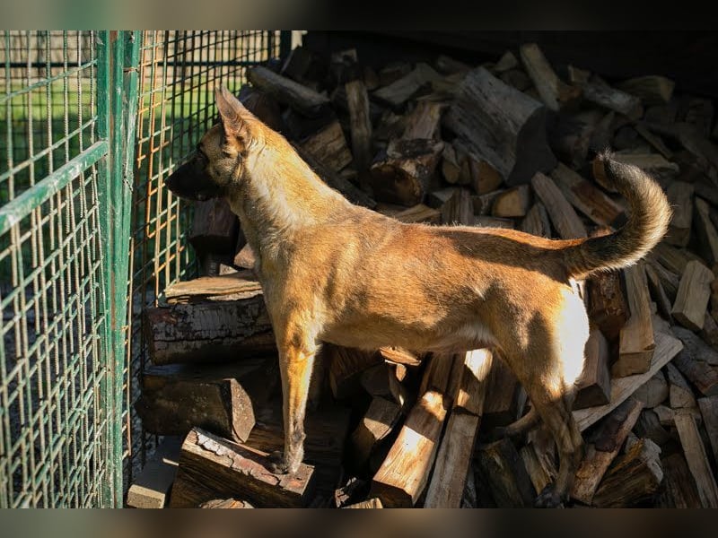 KIM - die Malinoishündin sollte zu entsprechend erfahrenen Menschen