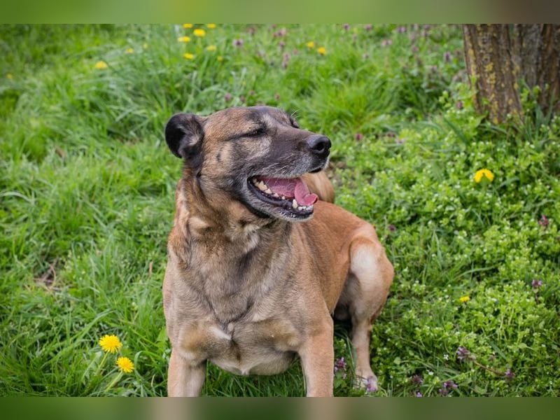 SANTOS - das quirlige Powerpaket sucht hundeerfahrene Menschen zum Trainieren und Kuscheln