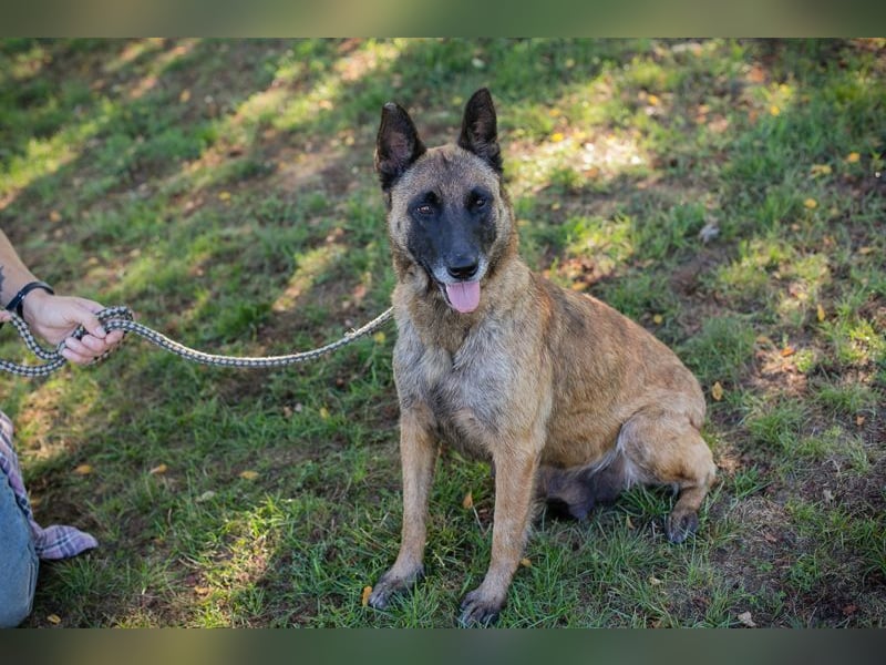 JOSIE - die Malinoishünden (Mix) sucht Menschen, die sich mit dieser Hunderasse etwas auskennen