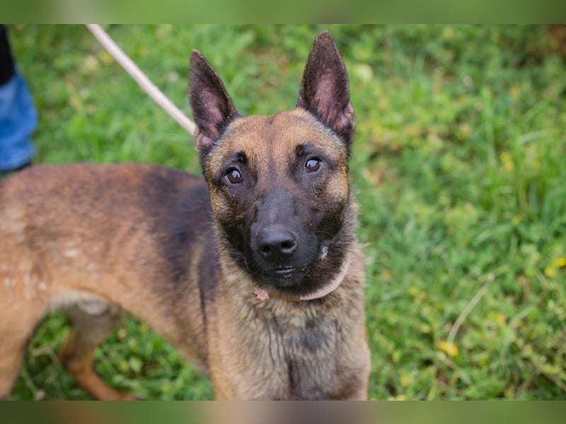 Malinois KARLSON - auch hier suchen wir Menschen, die die Bedürfnisse dieser Hunderasse kennen