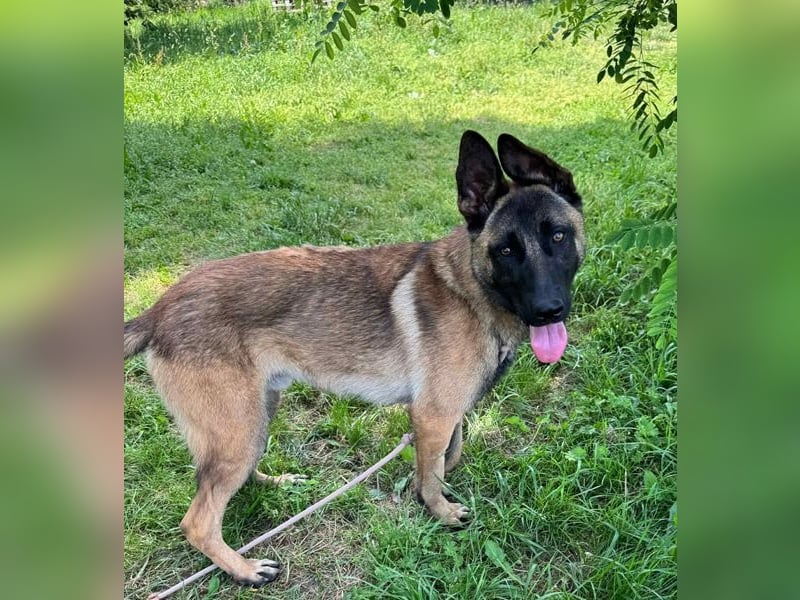 LIJAN - der brave Rüde muss gut beschäftigt werden und sucht hundeerfahrene Menschen