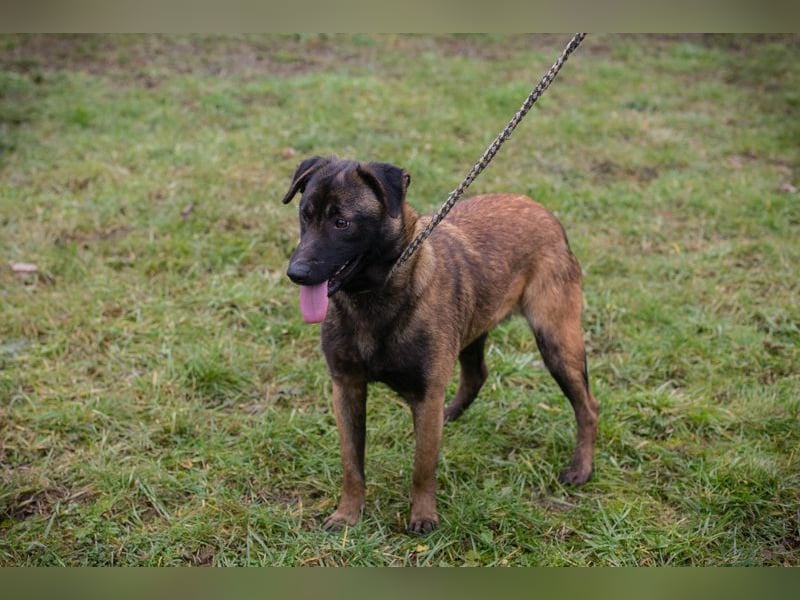 Chip-Nr. 262129 - ich suche ein tolles, hundeerfahrenes Für-Immer Zuhause