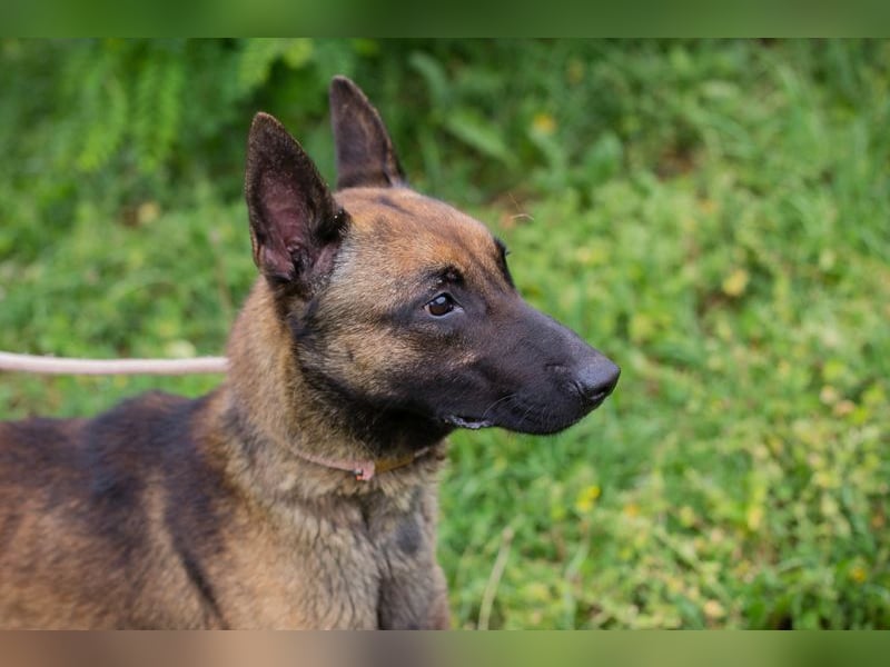 KARLSON - der aufgeschlossene und neugierige Rüde freut sich auf Menschen mit Führungsqualitäten