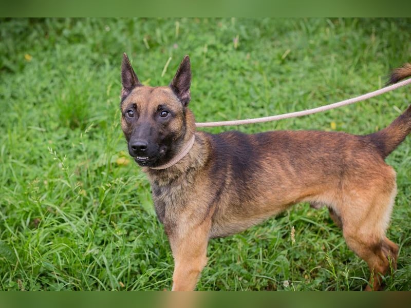 Malinois KARLSON - auch hier suchen wir Menschen, die die Bedürfnisse dieser Hunderasse kennen